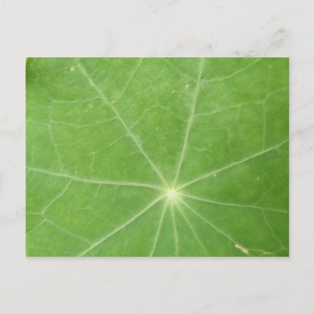 Nasturtium Leaf Postcard (Front)