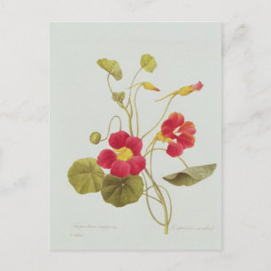 Nasturtium Postcard