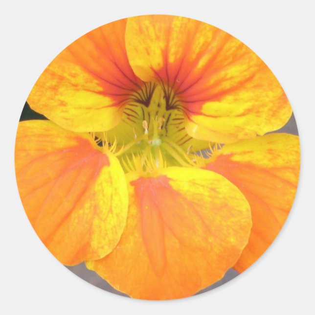 Nasturtium Sticker (Front)