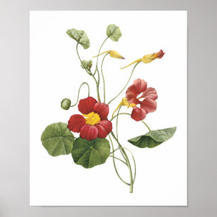 nasturtium(Tropaeolum majus) by Redouté Poster