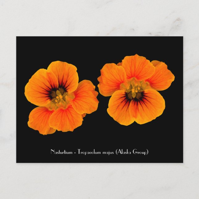 Nasturtium - Tropaeolum majus Postcard (Front)