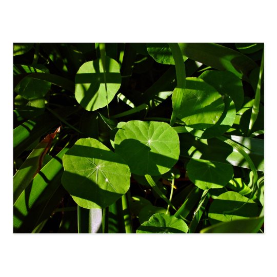 Nasturtiums decorated with light and shade postcard