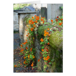 Nasturtiums on a Wall, England