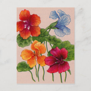 nasturtiums postcard