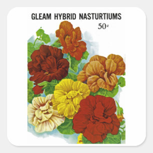 Nasturtiums Square Sticker