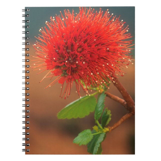 Natal Bottlebrush (Greyia Sutherlandii) Flower Notebook (Front)