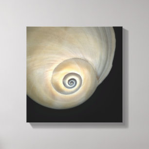 Naticid shell canvas print