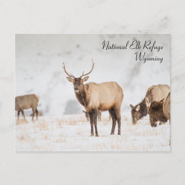 National Elk Refuge Wyoming Postcard (Front)