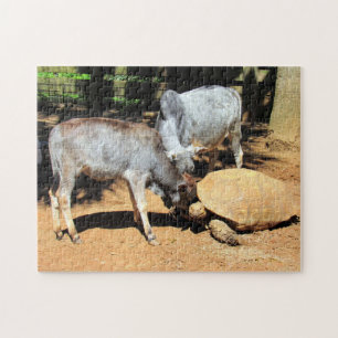National Lick A Tortoise Day Puzzle