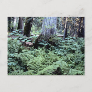 National Parks Postcard