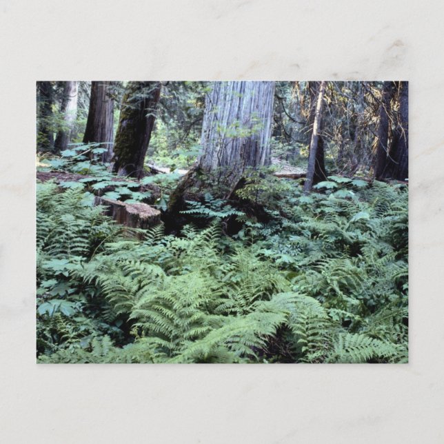 National Parks Postcard (Front)