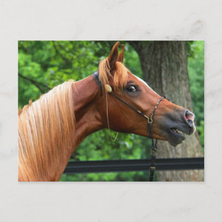 National Show Horse Postcard