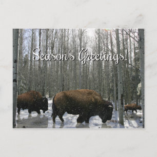Native American Bison Season's Greetings Postcards