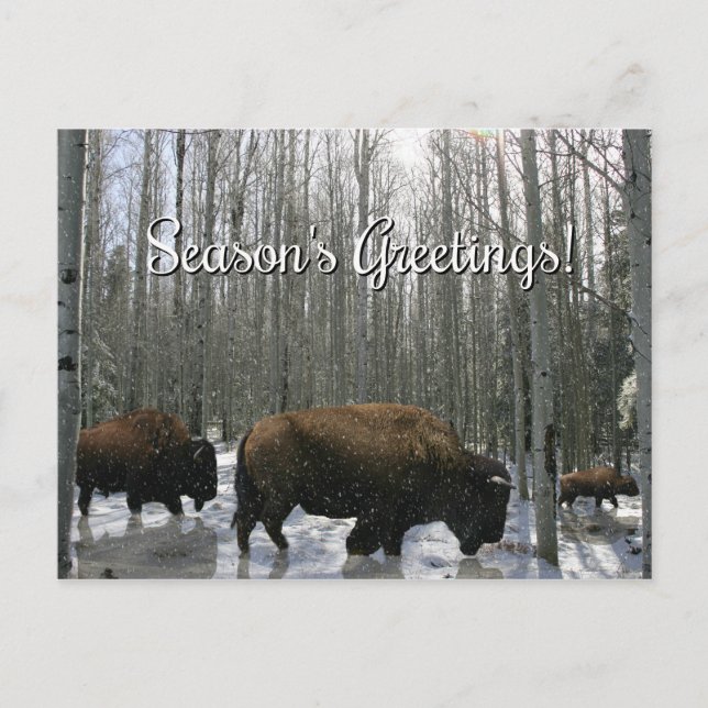 Native American Bison Season's Greetings Postcards (Front)