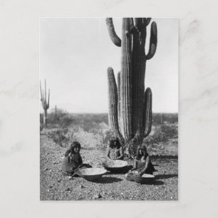 Native American Indian Vintage Portrait Postcard