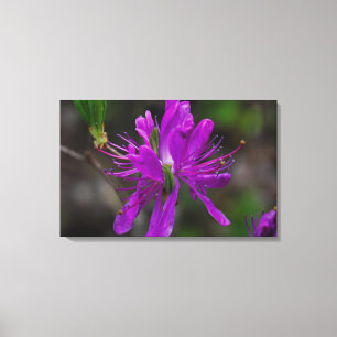 Native Azalea Canvas Print