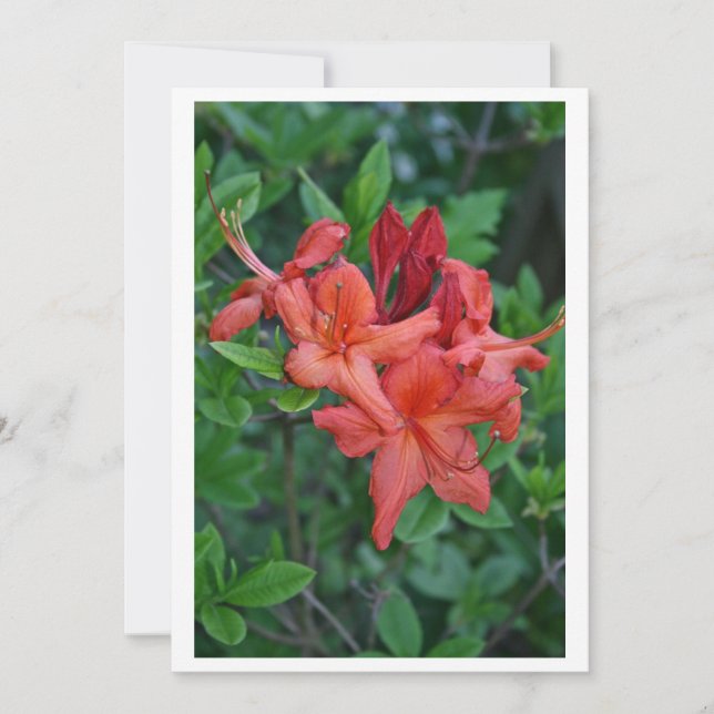 Native Azalea Spring Invitation Card (Front)