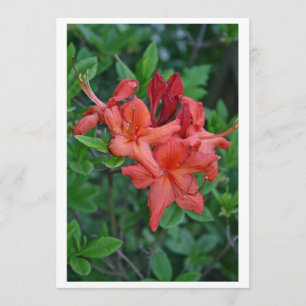 Native Azalea Spring Invitation Card