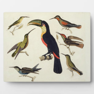 Native birds, including the Toucan (centre), Amazo Plaque
