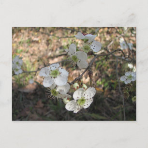 Native Mayhaw Flowers Postcard