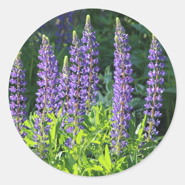 Native Minnesota Purple Lupine Classic Round Sticker (Front)