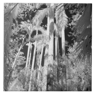 Native Royal Palms in Fakahatchee Strand, Tile