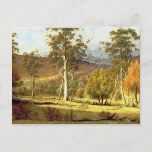 Natives in the Eucalypt Forest on Mills Plains, Pa Postcard