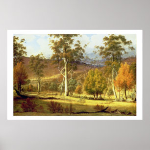 Natives in the Eucalypt Forest on Mills Plains, Pa Poster
