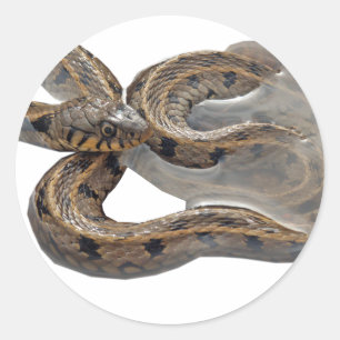 Natrix Grass Snake Classic Round Sticker