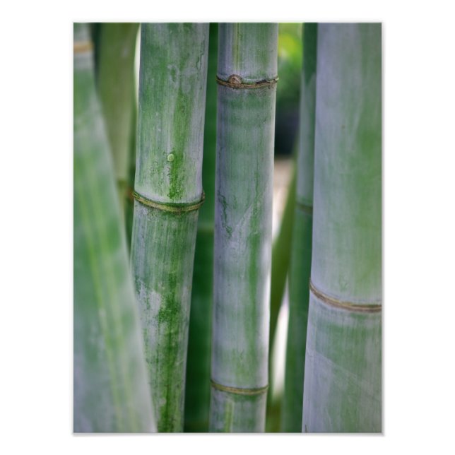 Natural Bamboo Zen Background Customised Template Photo Print (Front)