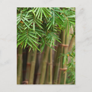 Natural Bamboo Zen Background Customised Template Postcard