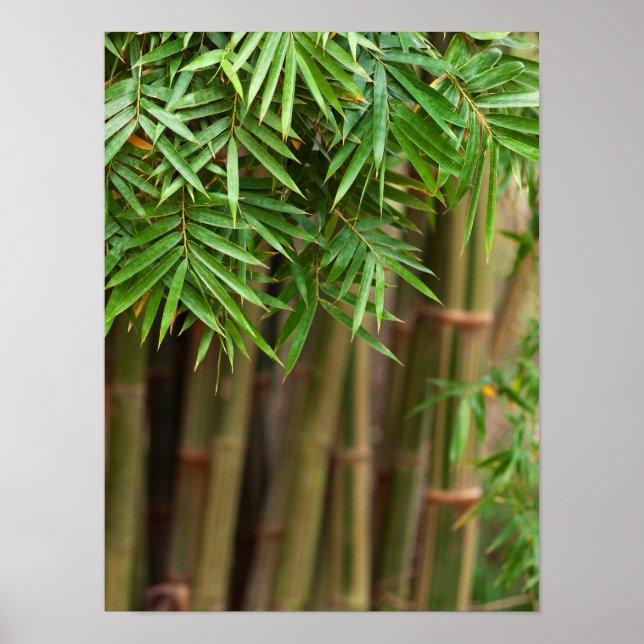 Natural Bamboo Zen Background Customised Template Poster (Front)