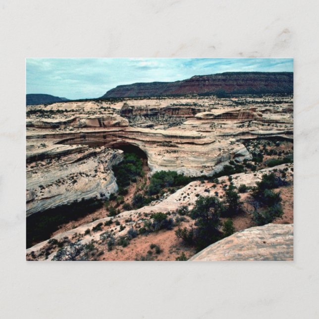Natural Bridges National park Postcard (Front)
