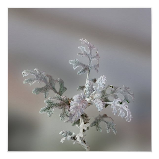 Natural Christmas Decorations (Front)