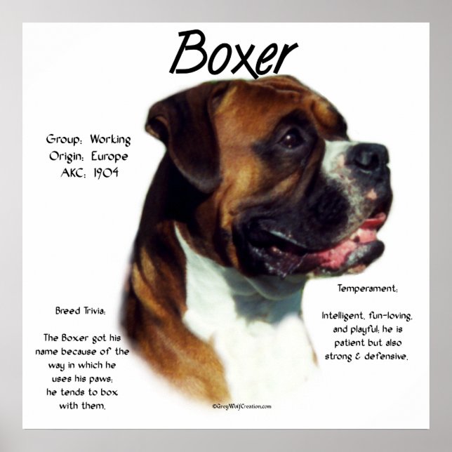Natural Ear Boxer Meet the Breed Poster (Front)