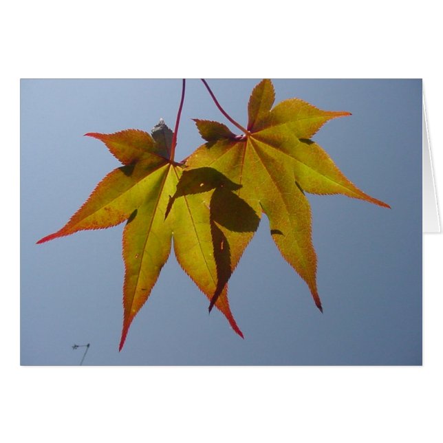 Natural Gold (Front Horizontal)