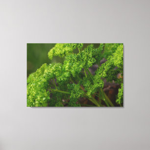 Natural Green Parsley Herb Photo for the Kitchen Canvas Print