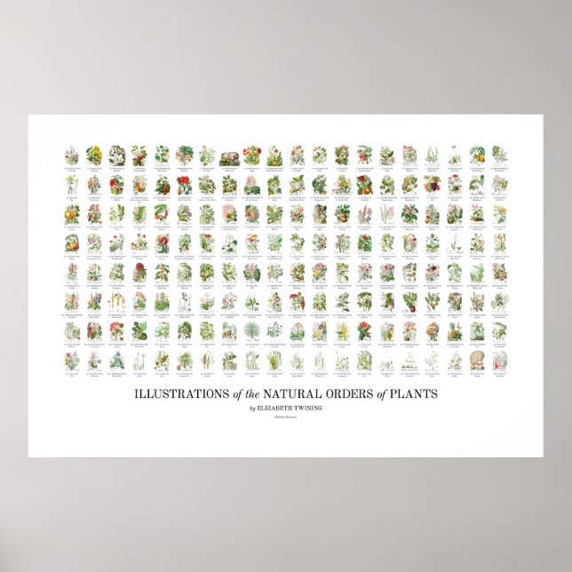 Natural Orders of Plants - All Illustrations Poster (Front)