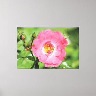 Natural Pink Garden Rose Canvas Print