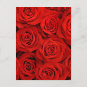Natural red roses background postcard