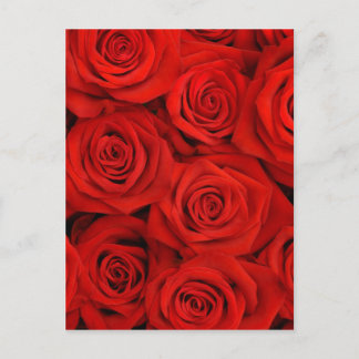 Natural red roses background postcard