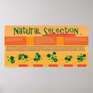 Natural Selection Poster
