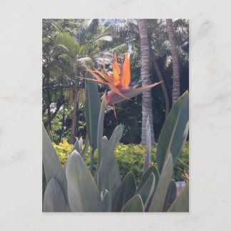 Natural wonders Hawaiian style Postcard