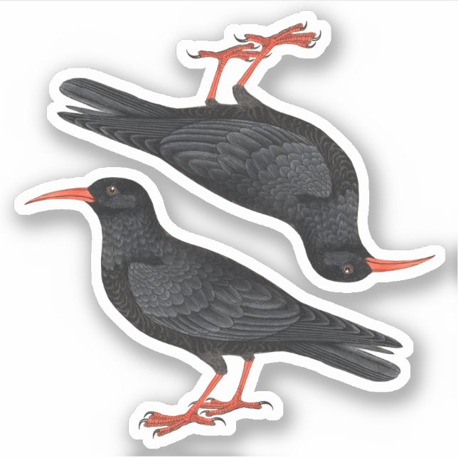Naturalistic Red-Billed Choughs (fL) - Contour (Front)