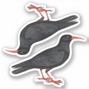 Naturalistic Red-Billed Choughs (fR) - Contour