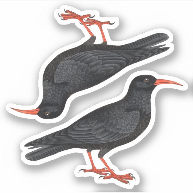 Naturalistic Red-Billed Choughs (fR) - Contour (Front)