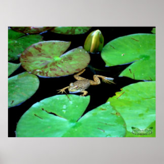 Nature Among Lilies Poster