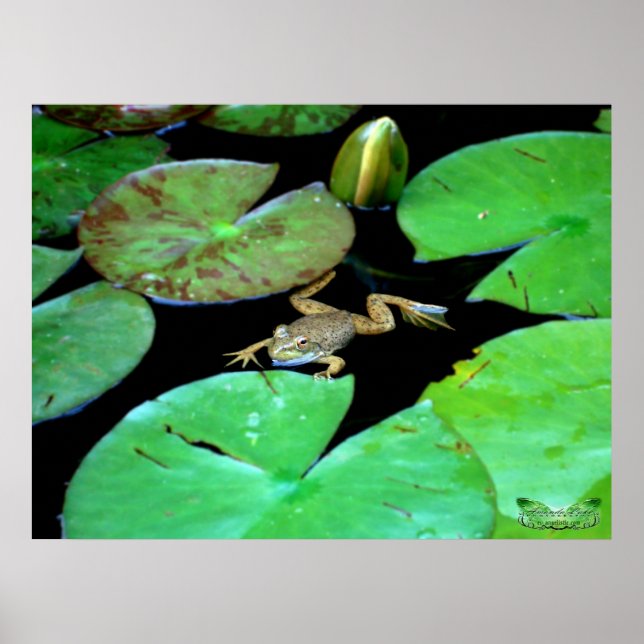 Nature Among Lilies Poster (Front)