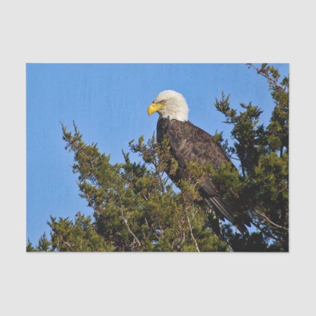 Nature Bald Eagle Wildlife Photo Tissue Paper (Front)