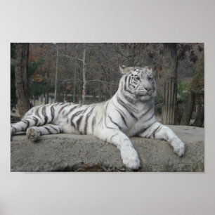 Nature Beautiful Bengal White Tiger Photography Poster